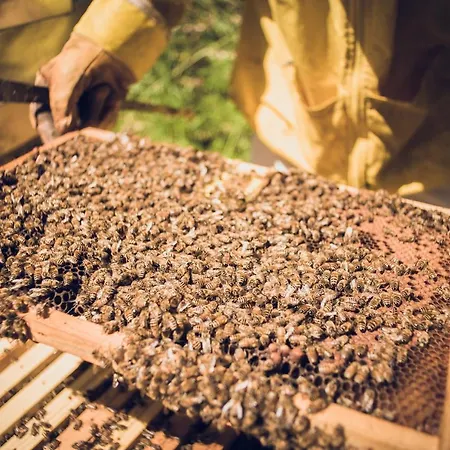 Farm stay Schiaccia Ghiande *